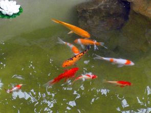 1. 红鱼：情人节神器