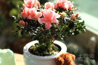 场地大小与植物类型的匹配原则