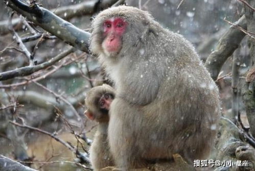 1992年属猴人在2026年感情运势如何？感情方面会有哪些变化？