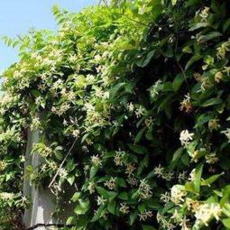 三、 长寿健康的生命哲学意蕴