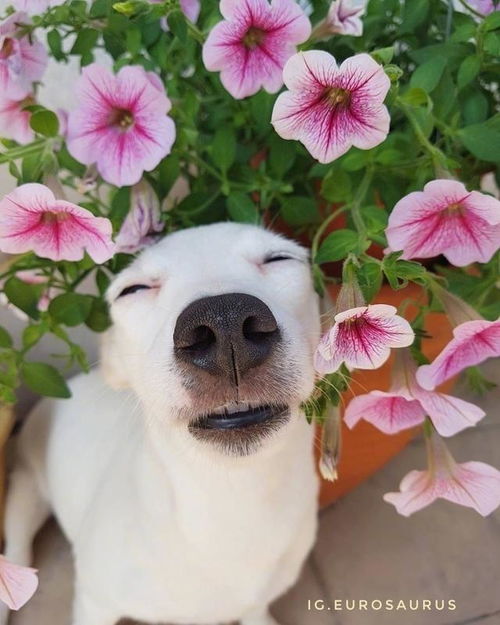 2026年狗宝宝取名大全里，有没有适合2026年狗宝宝的起名打分方法？