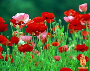 十二星座守护花分别是什么它们各自对应的爱情花朵是哪些？