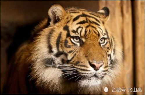 十二生肖虎年运势和注意事项中，生肖虎年轻运势具体指什么？