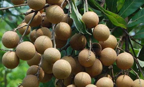 孕妇梦见桂圆简直离谱！