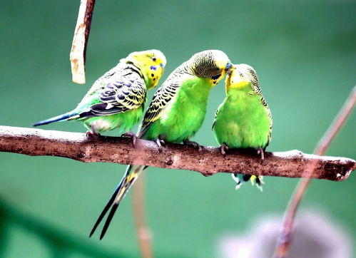 家里飞来鹦鹉，这吉祥的鸟儿预示着什么好事降临？