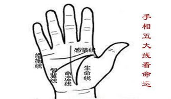 (三) 五较大线纹：细分功能阐释