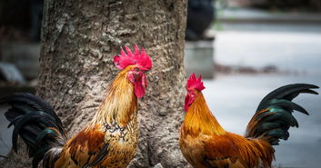 2026年属鸡的人会遭遇重大变故吗？