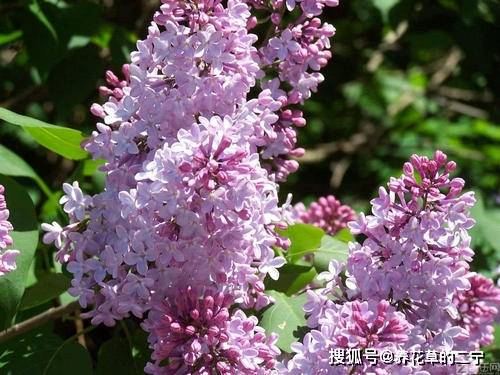 室内种植紫荆花对风水有影响吗？