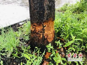 二、  风水气场的能量分布及其对周边环境的作用于
