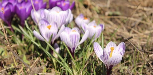 10月下旬，好事多磨，值得一试，这3生肖为何大费周折，守得云开见月明呢？