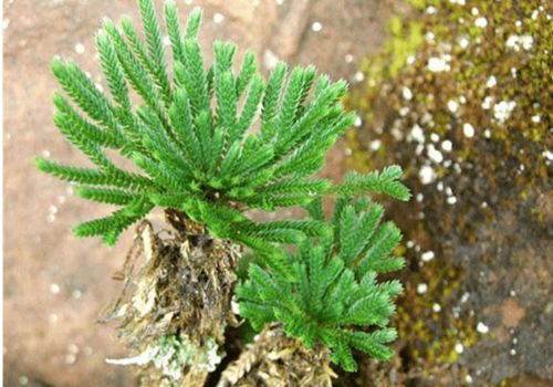 凌晨种植铁扫帚合适吗？命带铁扫帚有何特殊含义？