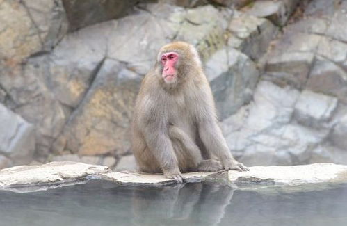 请问哪几年出生的人属鼠，1992年属猴是什么命呢？