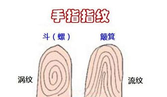 “十个簸箕”指纹形态的辨识与象征意义