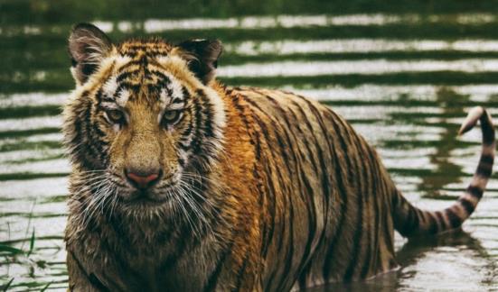 四、 从古诗词里偷个懒——不怕被抓抄袭，只要改个音就行！