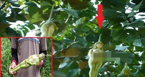 已婚男人的果子幻想