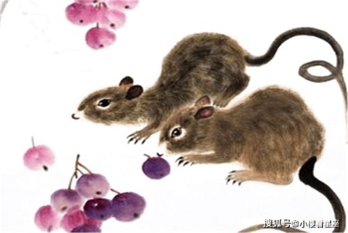 生肖羊：温柔敦厚之德与土金相生局的财富效应