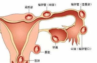 精神层面因素对妊娠的作用于不容忽视
