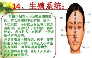 面部形状归类