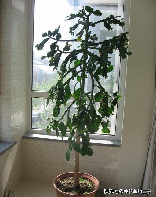 家里养树选哪个方位最吉利？北方家庭养树吉凶方位分析