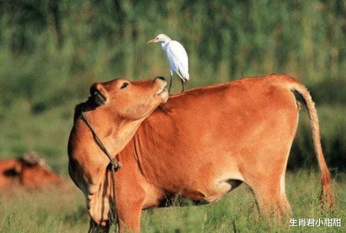 97年小牛犊的春天来了！