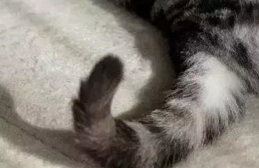 受夹板罪打一生肖，为哪个生肖的尾巴特长？