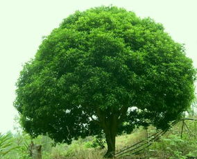 ：传统人居环境学中的植物象征与家族运势