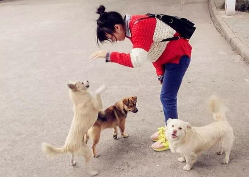 男狗和女狗都是火命，这究竟意味着它们之间会有怎样的特殊缘分或性格特点呢？