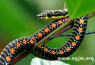 梦见鱼蛇同现是何意？周公解梦有何说法？