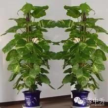 1.1 五行属性与植物选取的名词化表述