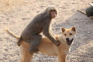 猴狗婚配是否适宜，它们的性格和习性是否相容？