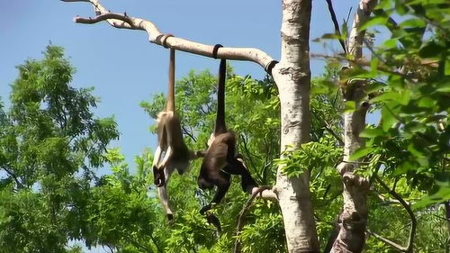院子里那棵树上的鸟窝，是不是能带来山上的好运风水？