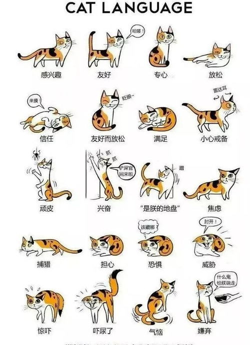 见兔顾犬是哪个生肖，它的尾巴特长吗？