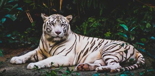 ：择吉文化的现代演绎与生肖命理的深层逻辑