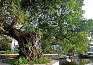 榕树摆放风水有哪些禁忌？适合摆放在哪些位置？