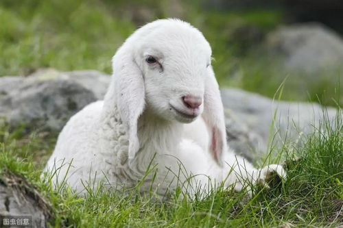 1967年属羊女性在2026年的运势和运程具体如何？