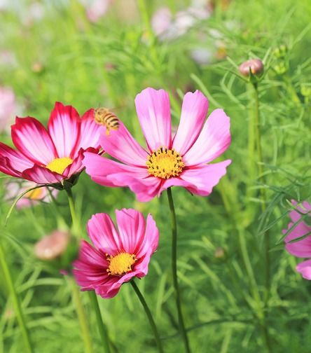 2026年哪些生肖男性容易遭遇桃花劫，哪些生肖男性桃花运势旺？