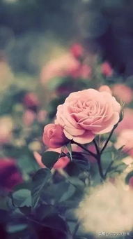 花前月下指的是哪个生肖？花前月下二三时猜生肖是什么生肖的意思是什么？