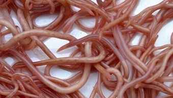 梦见绿豆虫有什么特殊预兆或含义？