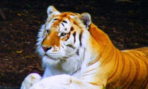 2026年属虎宝宝如何取一个带立虎的名字？