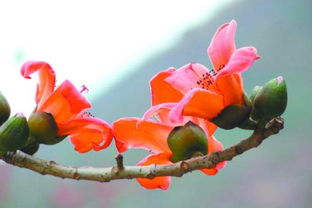 花开半夏的迷离感