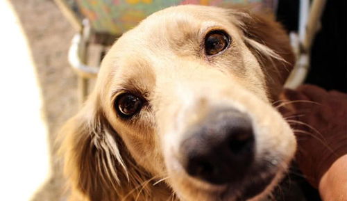 2026年属狗财运如何，转运物件具体指什么？