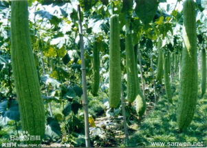 在屋顶种植丝瓜会对住宅风水产生怎样的影响呢？