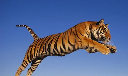 属虎人2026年6月财运如何？2026年属虎人详细运势怎样？