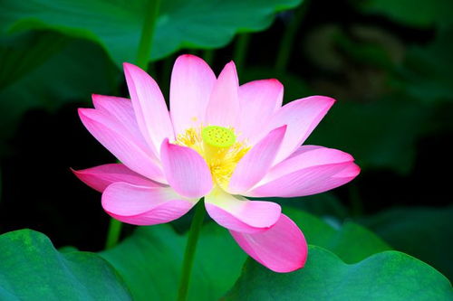 前言：夏日时节， 机遇与挑战并存