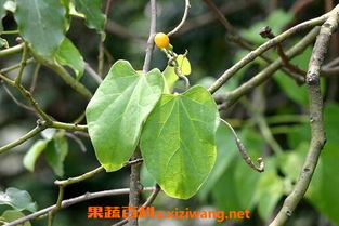 为什么风水院子里不种地瓜藤？