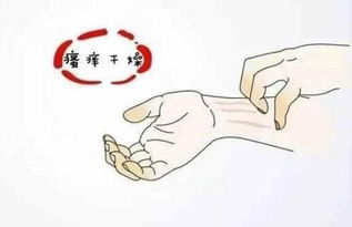 属兔