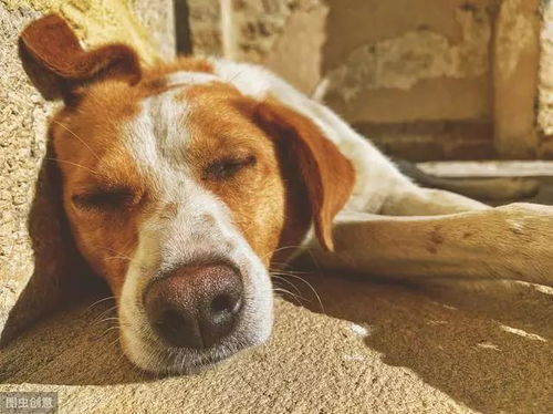 1970年属狗男2026年适合做什么生意？运势如何？