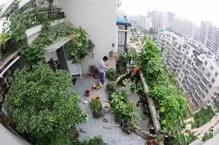 二、  楼顶养鱼容器选择的标准与考量