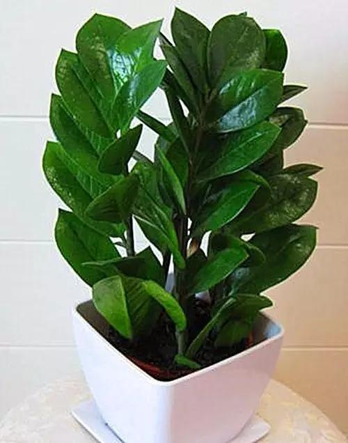 1. 水生植物类——荷花、睡莲、水葫芦等