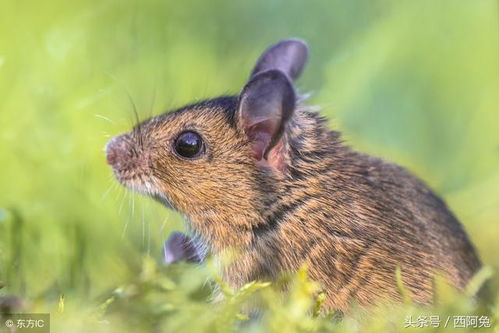 属鼠双鱼与猴巨蟹的婚姻关系有何特点？